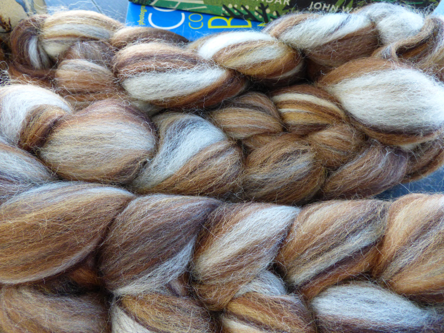 MYCELIUM - Penny Bun