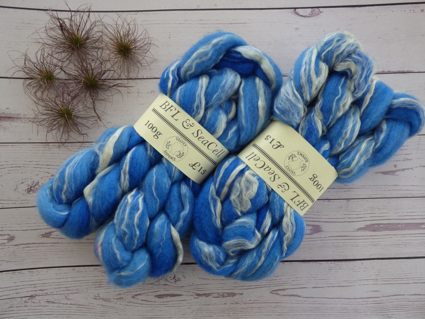 BFL & SeaCell